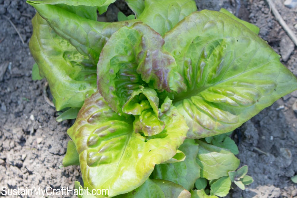 Head of red leaf lettuce emerging from the ground in early spring.