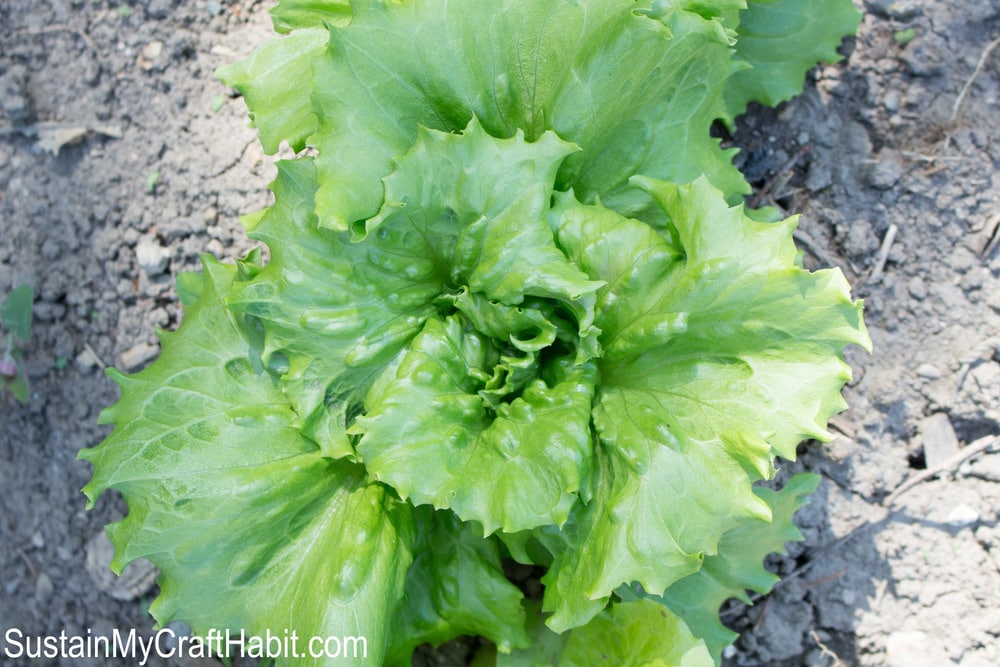Head of Boston lettuce emerging from the ground in early spring.