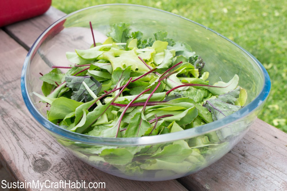 A clear bowl on a rustic wooden bench filled with leafy greens such a beets, kale, romaine and boston lettuce.
