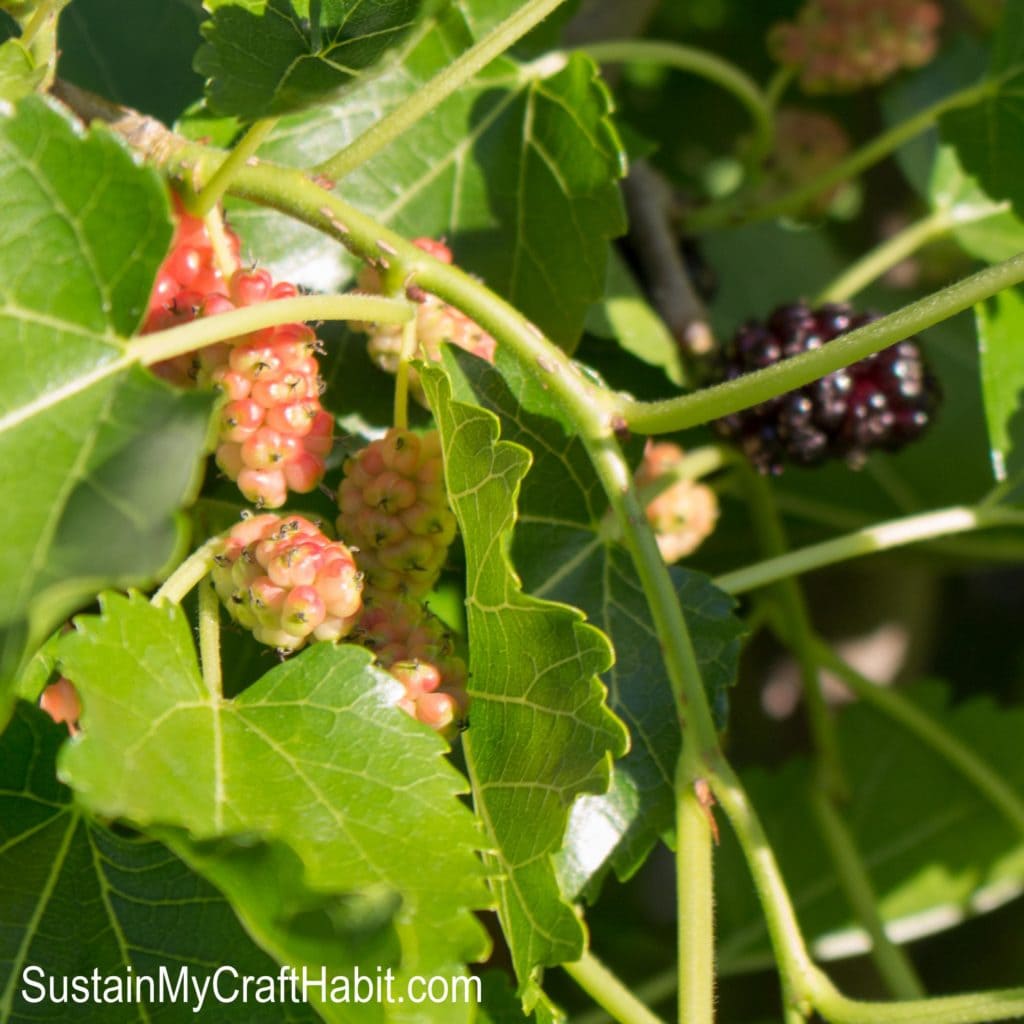 Close up image of mulberry fruit still ripening on the tree.