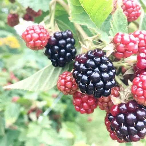 Close up image of blackberries at various stages of ripeness on the vine. 