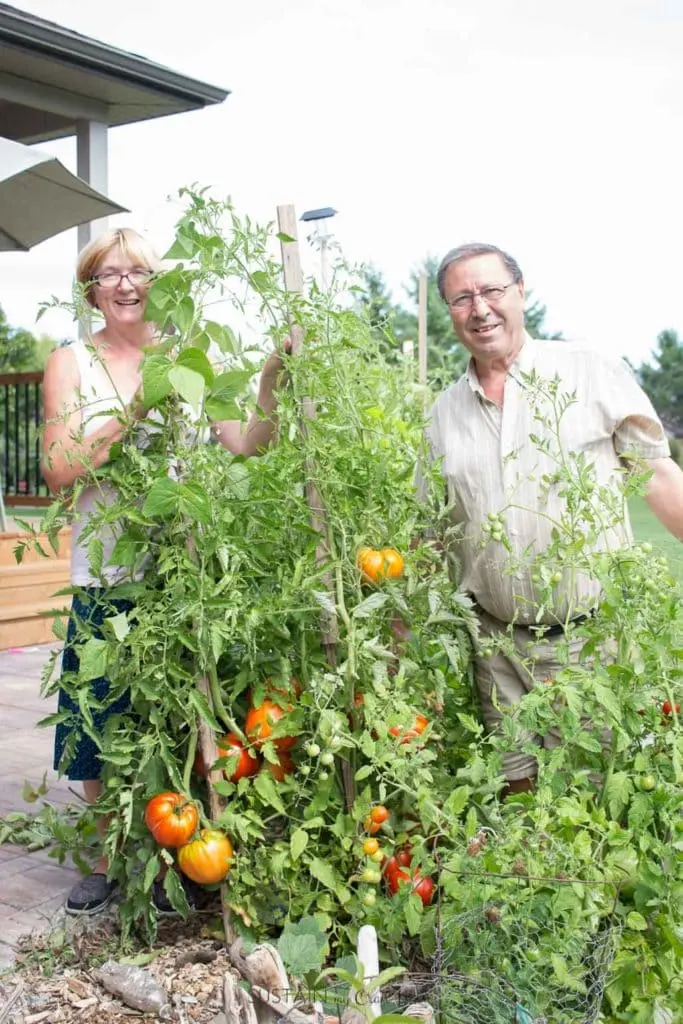 Man and woman standing beside talk tomato plants filled with ripening tomatoes.