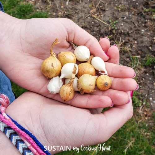 Beginner Gardening Series How to Plant Onions Sustain My Cooking Habit