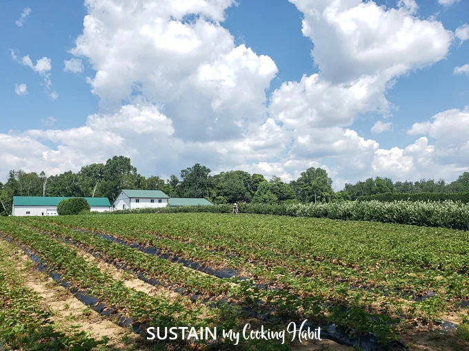 A field of strawberry plants lined up in rows. A blue sky is filled with fluffy white clouds above.