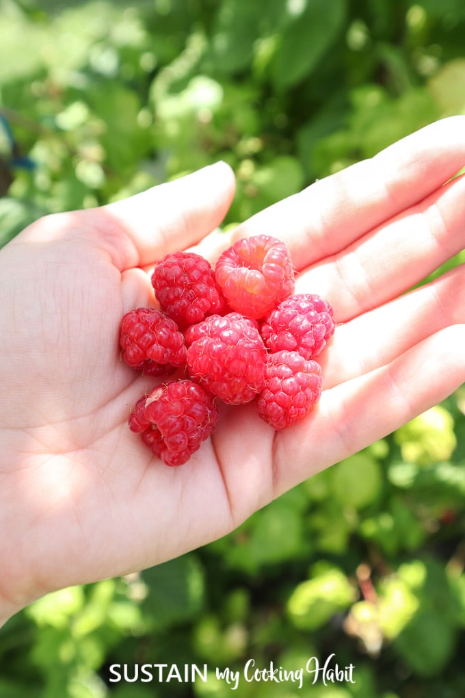 A hand holding raspberries.