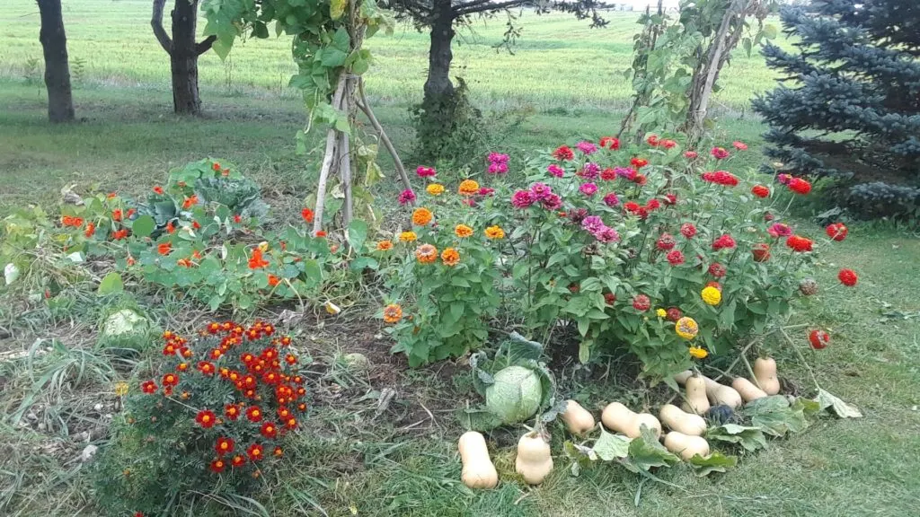 our garden for growing pumpkins and squash