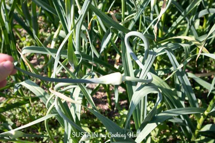 Close up of a garlic scape.