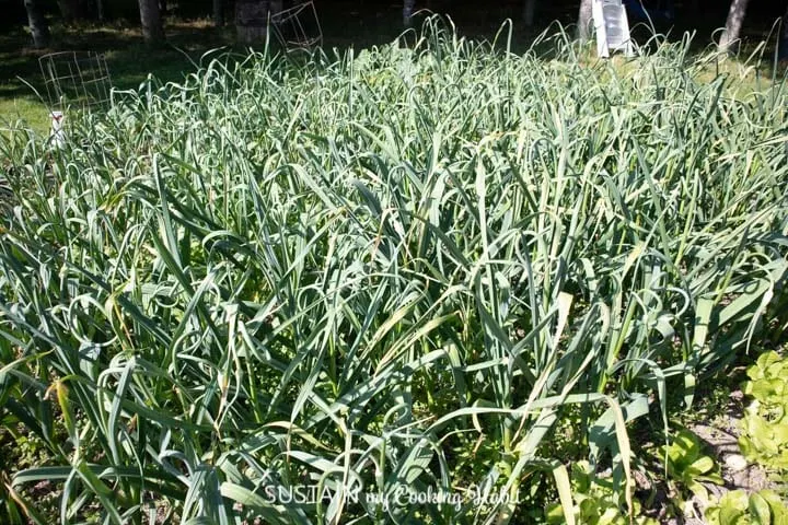 Fresh garlic scapes in a garden.