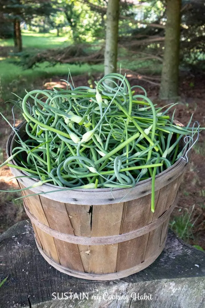 Harvesting the garlic scapes and placing them in a wood barrel.
